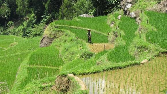 Comment j’ai côtoyé la mort au Pays Toraja