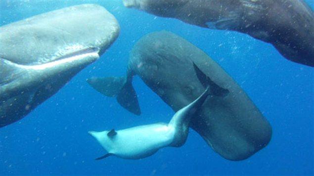 Cette photo montre le dauphin handicapé qui a été accepté par le groupe de cachalots.
