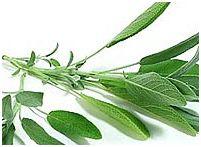 Infusion ou décoction ?