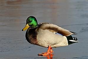 canard.jpg
