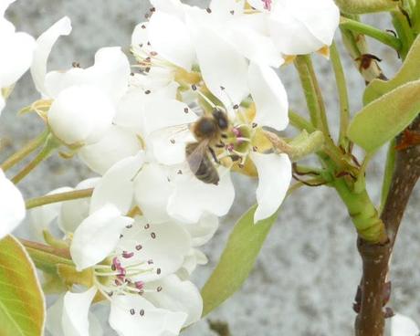 1000 colonies d'abeilles décimées chaque jour en France, écrivez à votre député !