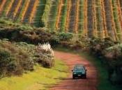 Vins Nouvelle Zélande