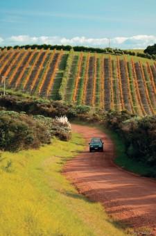 Vignoble Marlborough 2 225x340