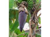 jardin extraordinaire