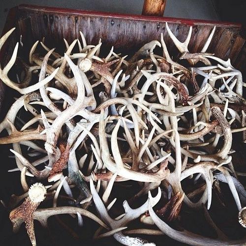 Une tête pour trophée