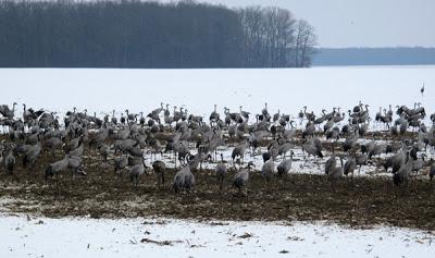 Des Grues à la pelle