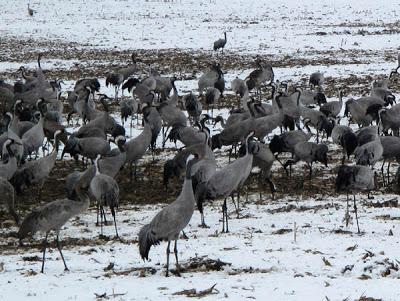 Des Grues à la pelle