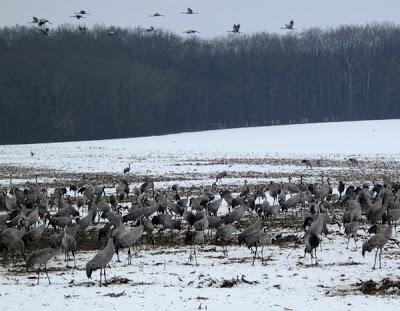 Des Grues à la pelle