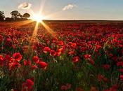 FAMILLE DANS NOUVEAU MONDE premiers