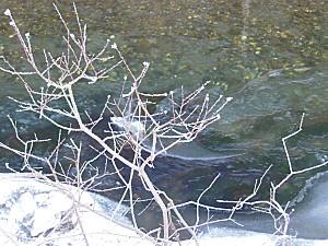 Château d'Oex janvier 2013 089