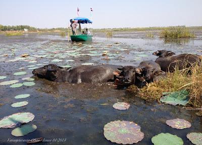 Thaïlande: Buffalo au bain dans le lac rose [HD]