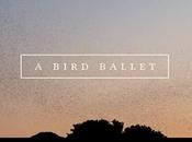 Bird Ballet, vidéo vous sort l’espace quelques instants votre quotidien