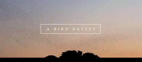 Bird Ballet, la vidéo qui vous sort l’espace de quelques instants de votre quotidien Bird Ballet
