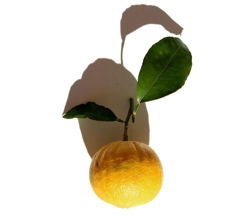 Bergamote orange