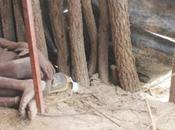 enfant attache piquet laisse pour mort