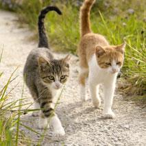 Les chats sont de redoutables tueurs en série