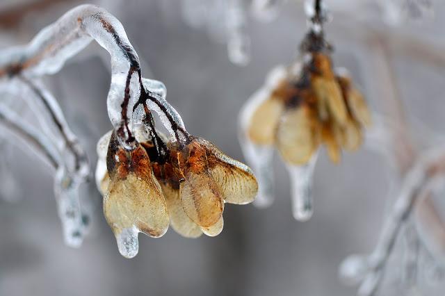 Photos macro du verglas...