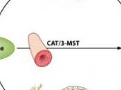 LONGÉVITÉ: L’hydrogène sulfuré, prochain agent anti-vieillissement? Molecular Cellular Biology Microbiology