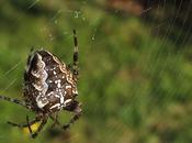 araignées Araneus diadematus Araniella