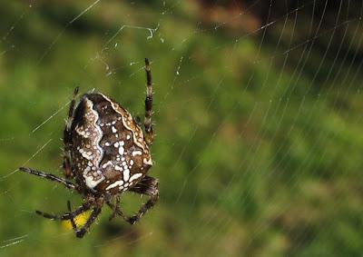 Des araignées : Araneus diadematus et Araniella sp.