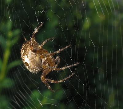 Des araignées : Araneus diadematus et Araniella sp.