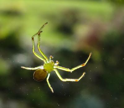 Des araignées : Araneus diadematus et Araniella sp.
