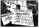 OGM : le lobby agricole divise l'UMP