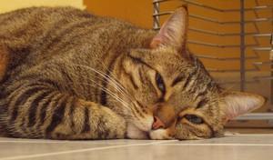 Sandwich aux rillettes de thon pour un déjeuner sur le pouce Sandwich aux rillettes de thon pour un déjeuner sur le pouce