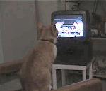 vidéo chat boxeur match télévision