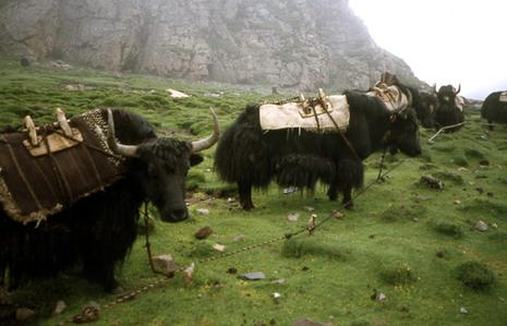 tibet-yacks.1207905144.jpg