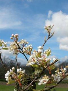 Bouquet de fleurs en direct de Saint-Jean-de-Beauregard (91) Bouquet de fleurs en direct de Saint-Jean-de-Beauregard (91)