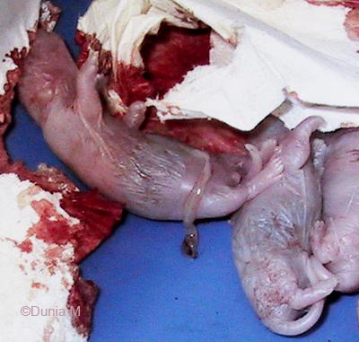 Raton avec cordon ombilical