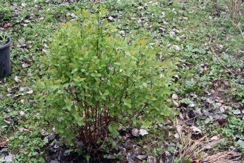 a lonicera edulis romi 31 mars 2011 051.jpg