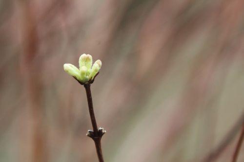 3 lonicera edulis romi 31 janvier 2013 004.jpg