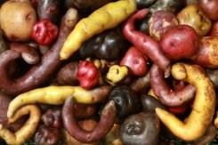 Differentes variétés de pommes de terre