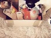 chats leurs jouets écolos