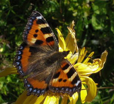 Aglais urticae (Petite tortue, Vanesse petite tortue)