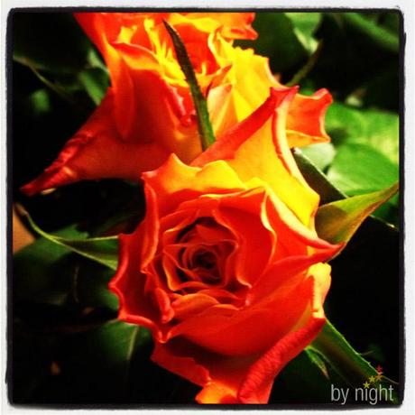 Semaine 49 Semaine 49