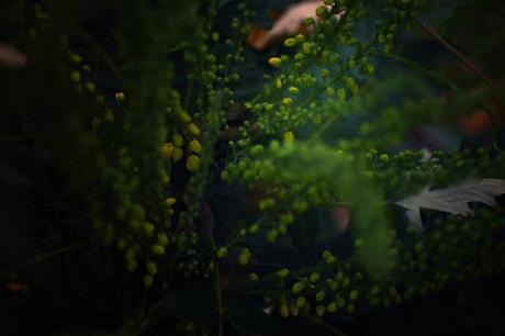 Nature extravagante de Décembre