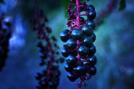 Nature extravagante de Décembre