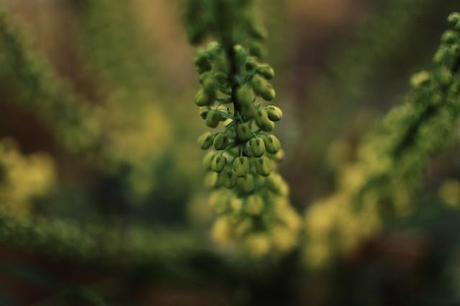 Nature extravagante de Décembre