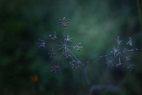 Nature extravagante de Décembre