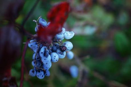 Nature extravagante de Décembre