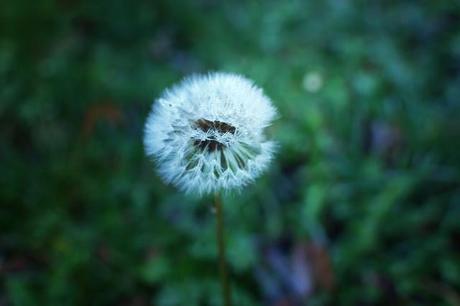 Nature extravagante de Décembre
