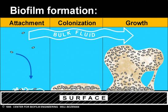 biofilmtutorial