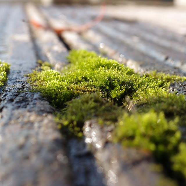 La vie qui s'accroche