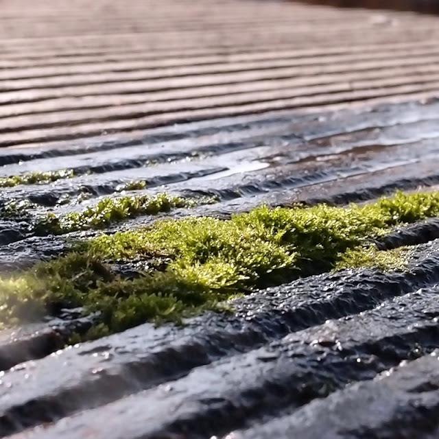 La vie qui s'accroche