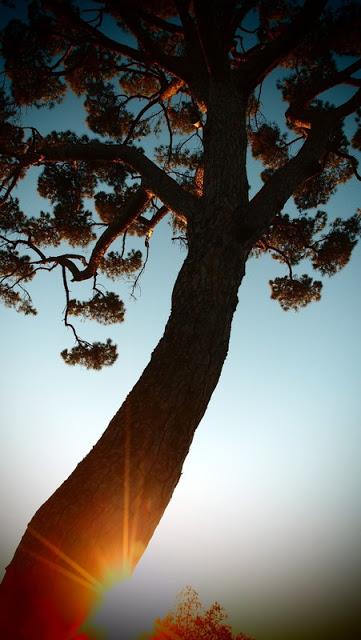 Quand les racines pourrissent, l'arbre meurt...