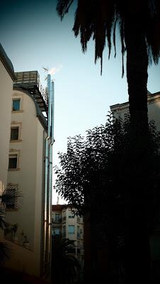 Quand les racines pourrissent, l'arbre meurt...