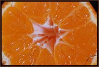 MACRO FOLIE #21 MACRO FOLIE #21